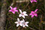 Elythranthera emarginata