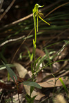 Pterostylis sp. 'Boyup Brook'