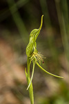 Pterostylis sp. 'Boyup Brook'