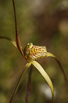Caladenia caesarea subsp. caesarea