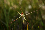 Caladenia caesarea subsp. caesarea
