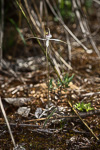 Caladenia longicauda sp. 'Manjimup'