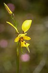 Diuris emarginata