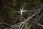 Caladenia christineae