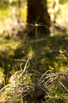 Caladenia christineae