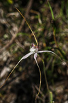 Caladenia longicauda subsp. redacta