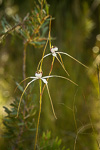 Caladenia longicauda subsp. redacta