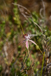 Caladenia lodgeana