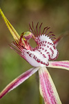 Caladenia lodgeana