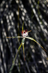 Caladenia lodgeana