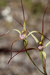 Caladenia abbreviata