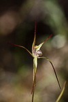Caladenia abbreviata