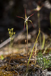 Caladenia abbreviata