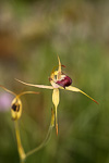 Caladenia paludosa