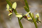 Diuris setacea