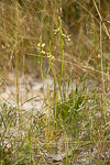 Diuris setacea