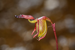 Paracaleana gracilicordata
