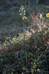 Prasophyllum parvifolium