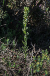 Pterostylis aff. sanguinea