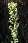 Pterostylis aff. sanguinea
