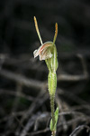 Pterostylis sp. Mullering