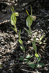 Pterostylis sp. Mullering