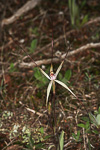 Caladenia exilis subsp. exilis
