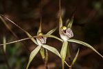Caladenia exilis subsp. exilis