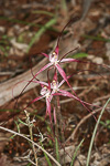 Caladenia exilis subsp. vanleeuwenii