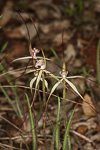 Caladenia exilis subsp. vanleeuwenii