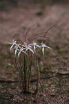 Caladenia exilis subsp. vanleeuwenii