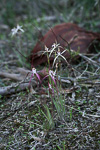 Caladenia exilis subsp. vanleeuwenii
