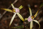 Caladenia exilis subsp. vanleeuwenii