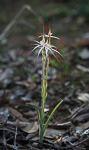 Caladenia exilis subsp. vanleeuwenii