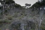 Caladenia aff. hiemalis
