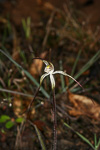 Caladenia aff. hiemalis