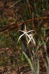 Caladenia aff. hiemalis