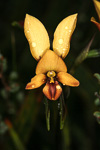 Diuris aff. pulchella