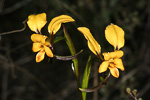 Diuris aff. pulchella