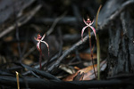 Caladenia sigmoidea