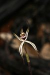 Caladenia sigmoidea