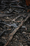 Caladenia sigmoidea