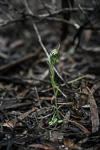 Pterostylis aff. aspera