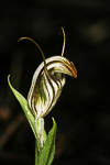 Pterostylis aff. aspera