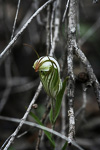 Pterostylis aff. aspera