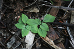 Pterostylis aff. aspera
