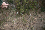 Caladenia sp. Wheatbelt
