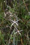 Caladenia sp. Wheatbelt