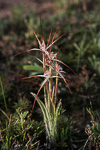 Caladenia sp. Wheatbelt