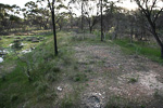 Caladenia sp. Wheatbelt